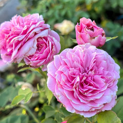 Jardin Parfumen Amoureuse