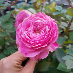 Jardin Parfumen Amoureuse