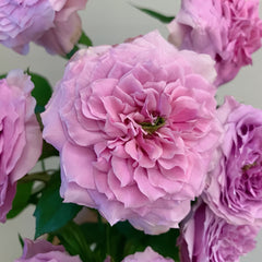 Jardin Parfumen Amoureuse