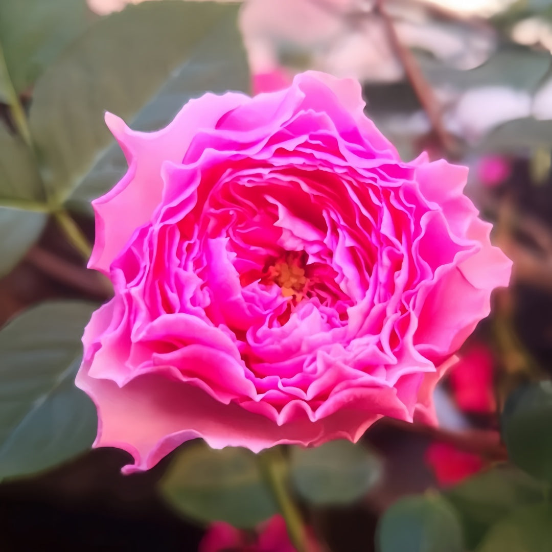 Jardin Parfumen Amoureuse