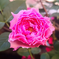 Jardin Parfumen Amoureuse