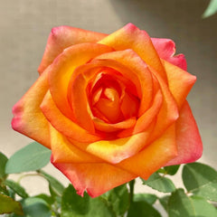 Jinhui Rose