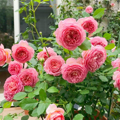 Jubilee Celebration Rose