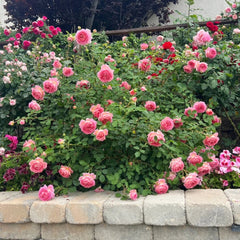 Jubilee Celebration Rose