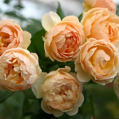 Group of Jude the Obscure roses with healthy peach petals