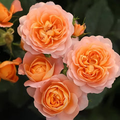 Juicy Terrazza Rose
