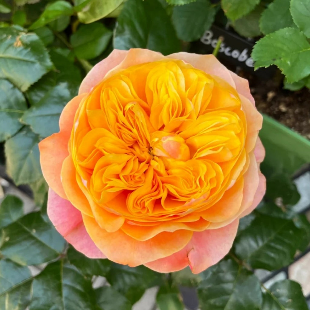 Kensington Gardens Rose