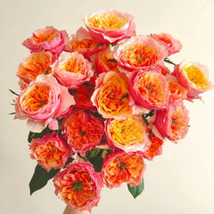 Kensington Gardens Rose