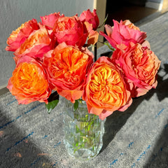 Kensington Gardens Rose