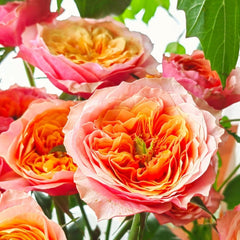 Kensington Gardens Rose