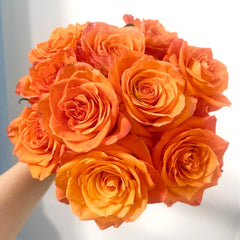 Kings Day Rose