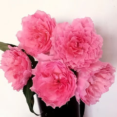 Koharu Rose