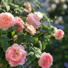 La Chance D'amour Rose