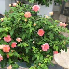 La Chance D'amour Rose