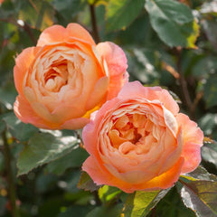 Lady Emma Hamilton Rose