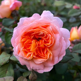 Lady Emma Hamilton Rose
