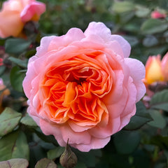 Lady Emma Hamilton Rose
