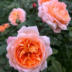 Lady Emma Hamilton Rose