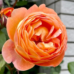 Lady Emma Hamilton Rose