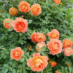 Lady of Shalott Rose
