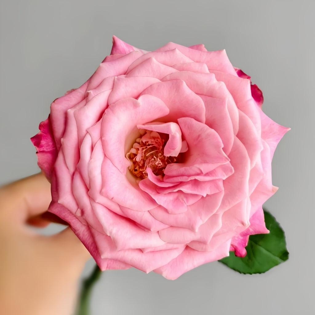 Lavender Grey Glaze Rose