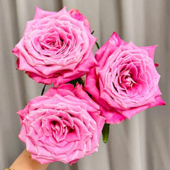 Lavender Grey Glaze Rose