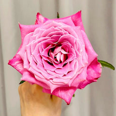 Lavender Grey Glaze Rose