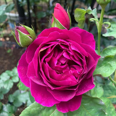 Le Temps Des Cerises Rose