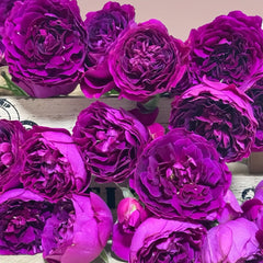 Le Temps Des Cerises Rose