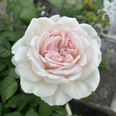Les FrAIsesLes Rose