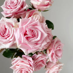 Light Pink Elves Rose