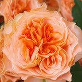 Living Coral Rose