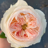 Lorena Summerhouse Rose