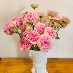 Lovely Raspberry Rose