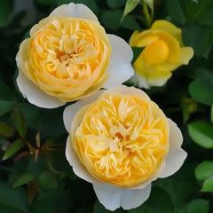 Luciole Rose