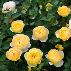 Luciole Rose
