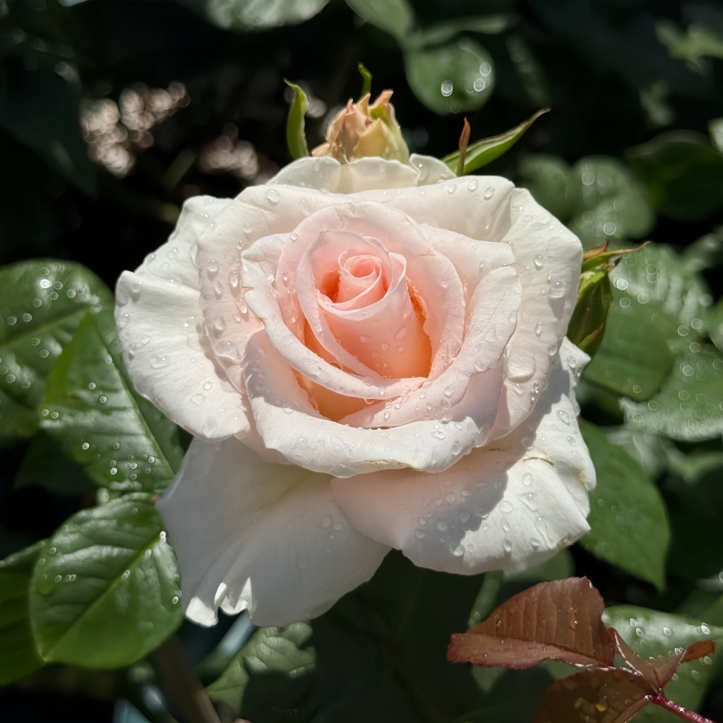 Luxury Rose