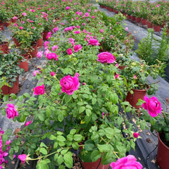 M-Nostalgic Elegance Rose