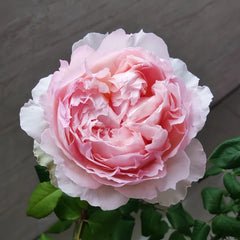 M-Perzik Rose