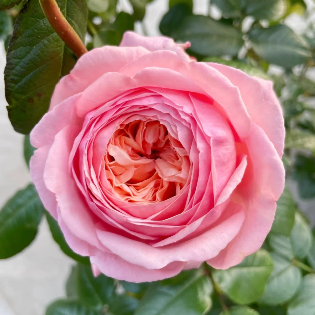 MElffable Rose