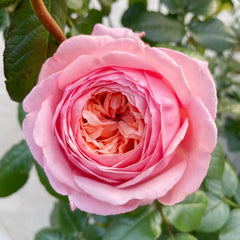 MElffable Rose