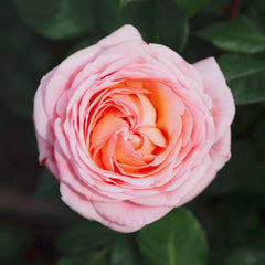 MElffable Rose