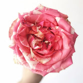 Magic Times Rose