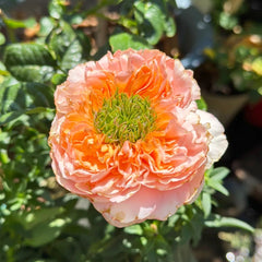 Mandarin X-Pression Rose