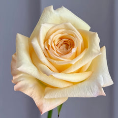 Mango Pomelo Sago Rose