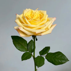 Mango Pomelo Sago Rose