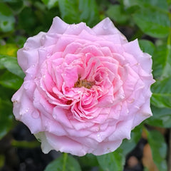 Mary Lennox Rose