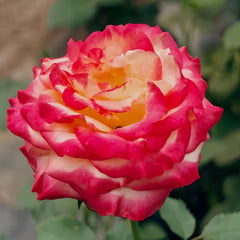 Memphis Rose