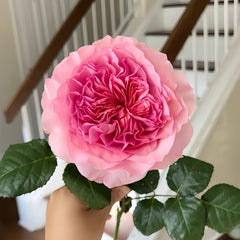 Millicent Rose