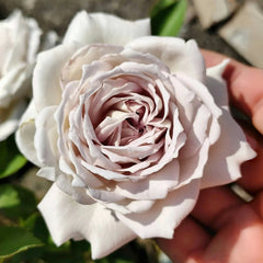 Milky Pearl Rose